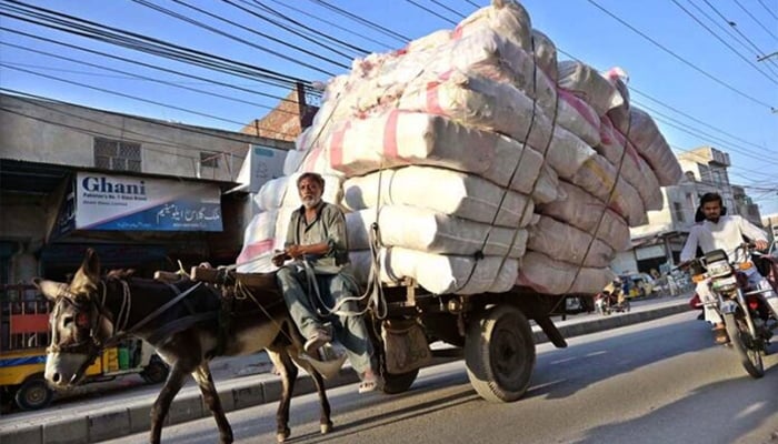 A donkey cart holder on the way with overloaded weight at Patha Mandi road, Sargodha. — APP/File