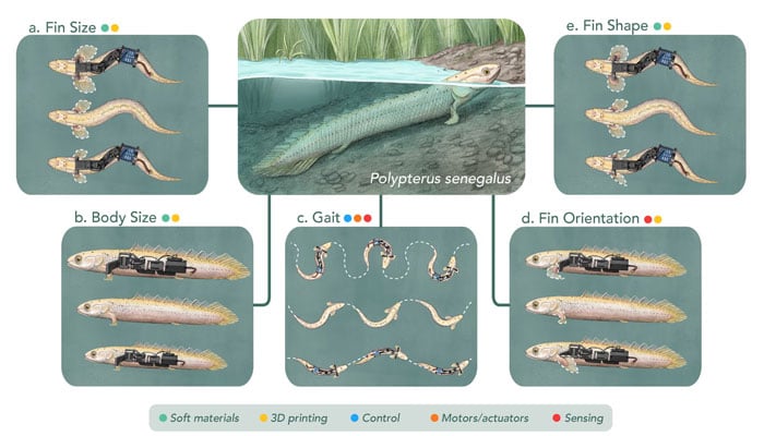 These illustrations show how scientists will re-create mudskippers via robots to study their movement. — University of Cambridge