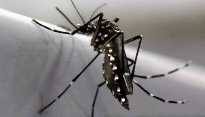 An Aedes aegypti mosquito is seen inside a laboratory. — Reuters/File