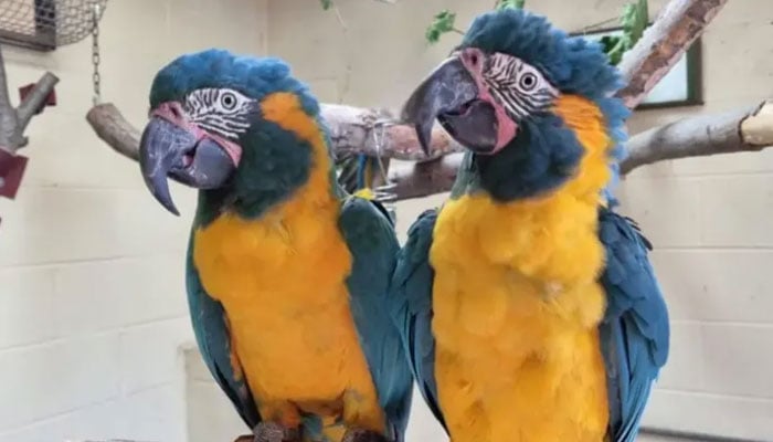 Pair of blue throat macaws after rescued.—ZSL