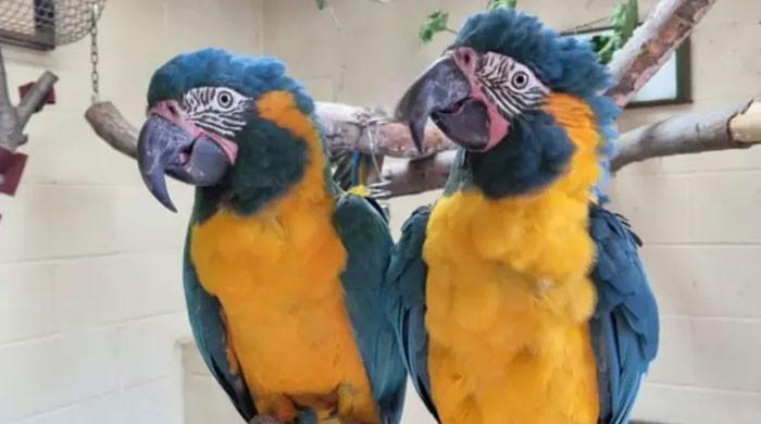 Rare pair of parrots found 60 miles away after escaping London zoo