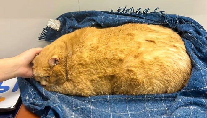 Fattest cat in the world named (Khrushik).— Social Media