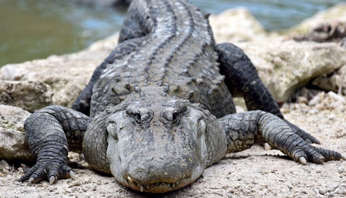 A representational image of an alligator. — AFP/file