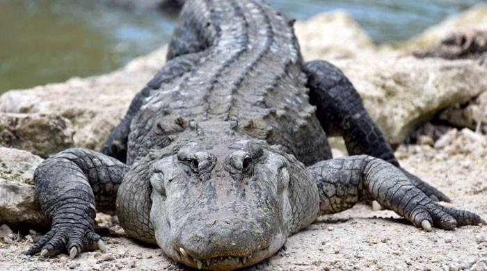 Florida airport encounters unusual ground traffic