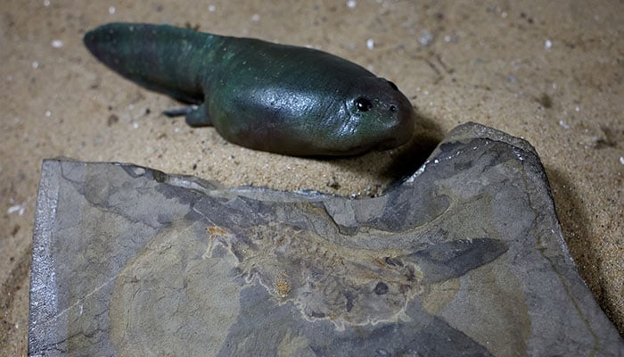 A fossil of the worlds oldest tadpole, which coexisted with dinosaurs in the Middle Jurassic about 165 million years ago, is pictured next to a 3D-printed representation of the tadpole, in Buenos Aires, Argentina October 28, 2024. — Reuters