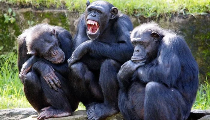 A representational image of chimpanzees sitting. — AFP/file