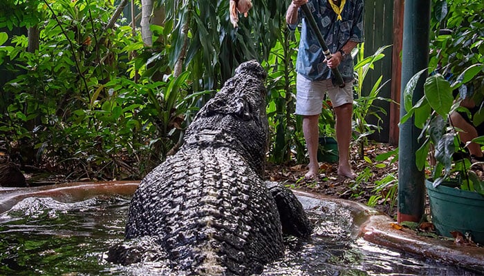 A crocodile hunter feeds the worlds largest captive crocodile, Cassius at the Marineland Melanesia on Green Island, Great Barrier Reef, Cairns, Australia March 18, 2023. — Reuters