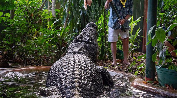 World’s largest captive crocodile Cassius dies in Australia