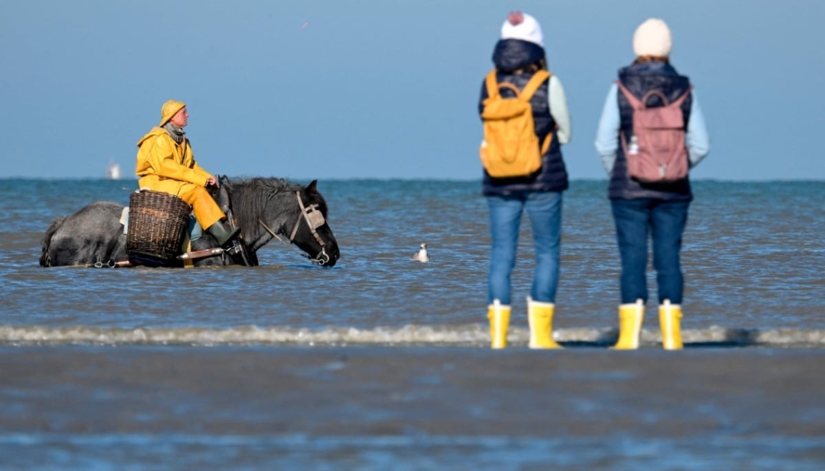 Tourists watch as a fisherman on horseback drags a net in the sea as he fishes for grey shrimps in Oostduinkerke on October 24, 2024. —AFP