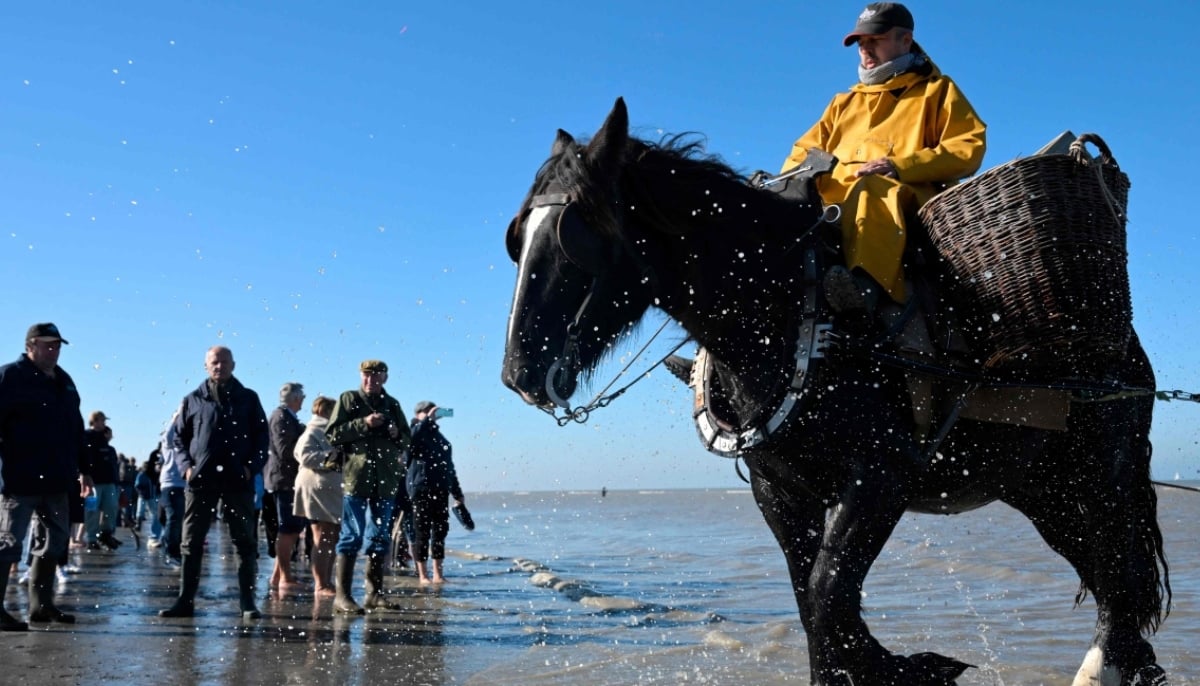 Tourists watch as a fisherman on horseback drags a net in the sea as he fishes for grey shrimps in Oostduinkerke on October 24, 2024. —AFP