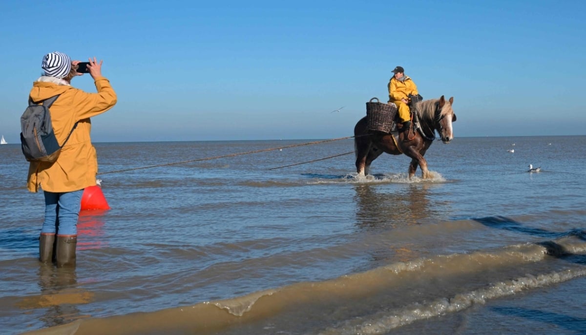 Tourists watch as a fisherman on horseback drags a net in the sea as he fishes for grey shrimps in Oostduinkerke on October 24, 2024. —AFP