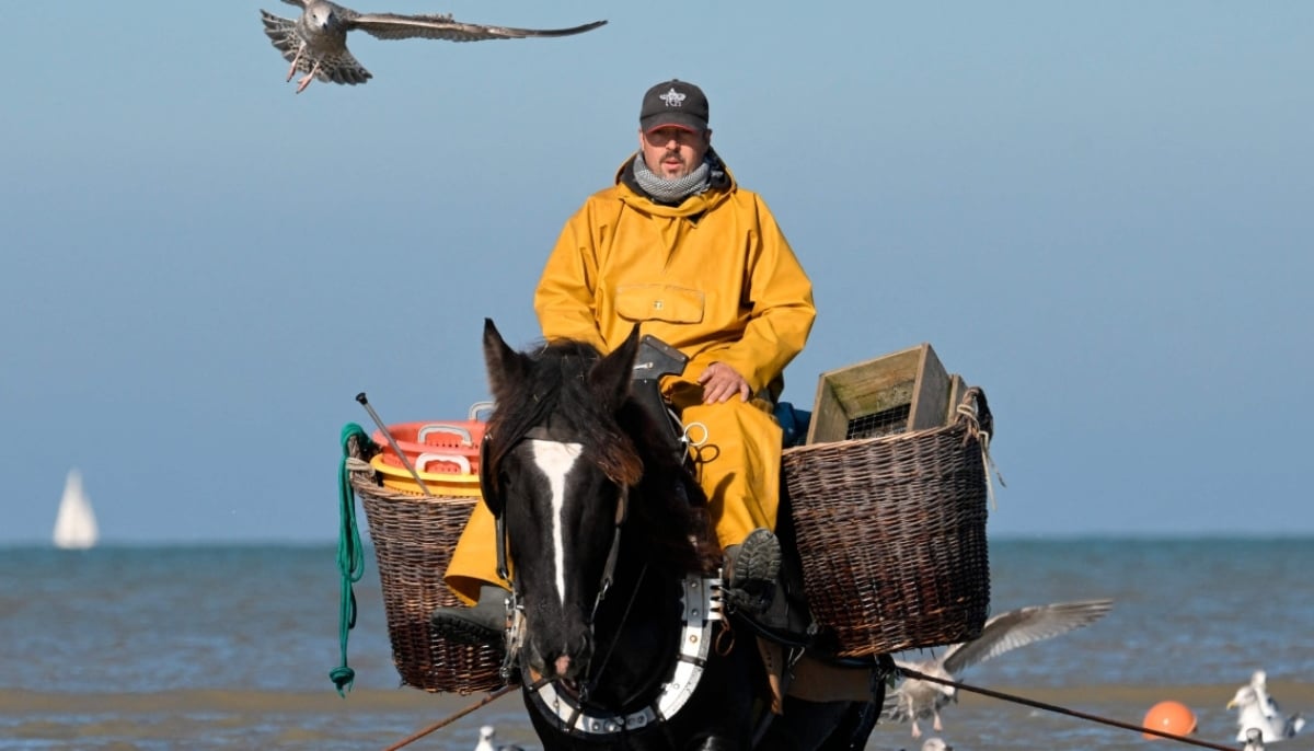 Fishermen on horseback drags his net in the sea as he fishes for grey shrimps, in Oostduinkerke on October 24, 2024. —AFP