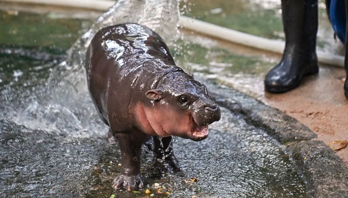 Thai baby hippopotamus Moo Deng gets a body wash at the Khao Kheow Open Zoo in Thailand. — AFP/File