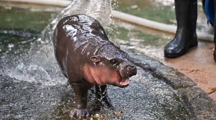 Popular baby hippo Moo Deng predicts Trump’s victory in US election