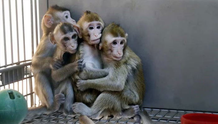 Representational image of young monkeys kept in an enclosure. — Reuters