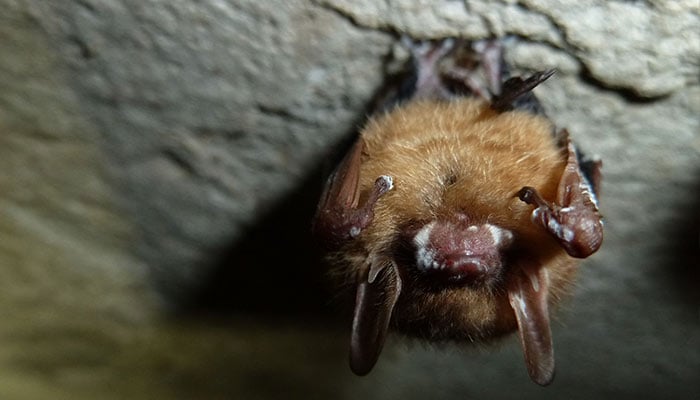 This February 9, 2013, handout photo courtesy of the US National Park Service shows a tricolored bat with signs of white-nose syndrome on its snout and both wings at Mammoth Cave National Park in Kentucky. — AFP