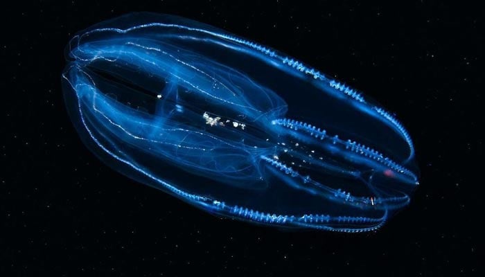 A representational image shows a bioluminescent comb jellyfish. — X/@maximaxoo