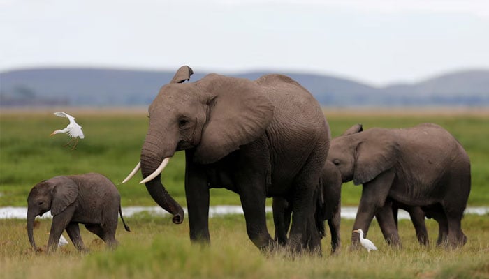 A bird flies over a family of elephants walking in the Amboseli National Park, southeast of Kenyas capital Nairobi, April 25, 2016. — Reuters