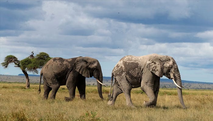 Elephants walk at the Amboseli National Park in Kajiado County, Kenya, April 4, 2024. — Reuters