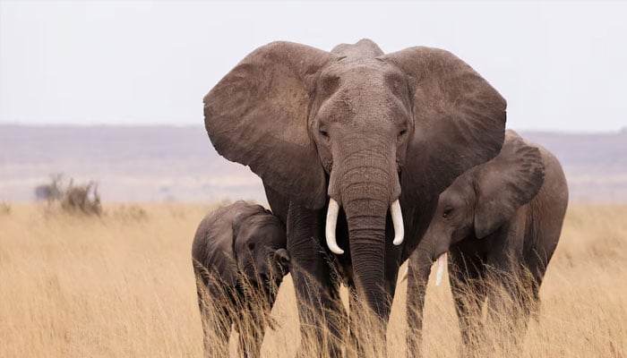 Elephants walk in the Amboseli National Park, Kenya, August 10, 2021. Picture taken August 10, 2021. — Reuters