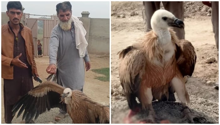 Villagers stand near a vulture in Rukanpur, Punjab, in these screenshots taken from separate videos. — Reporter