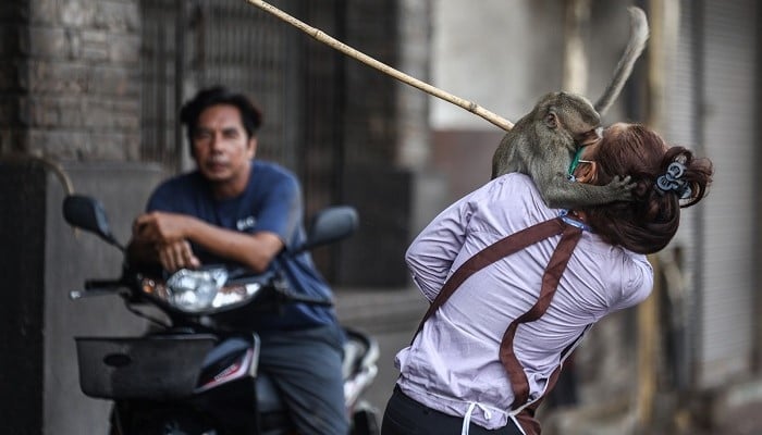 A long-tailed macaque attacks a shop employee, before officials started capturing monkeys in Lopburi, Thailand, February 3, 2024. — Reuters