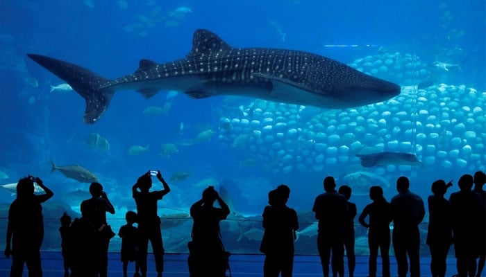 Visitors can be seen admiring the robotic whale shark at the Whale Shark Aquarium of Chimelong Ocean Kingdom in Zhuhai, China. — Reuters/File