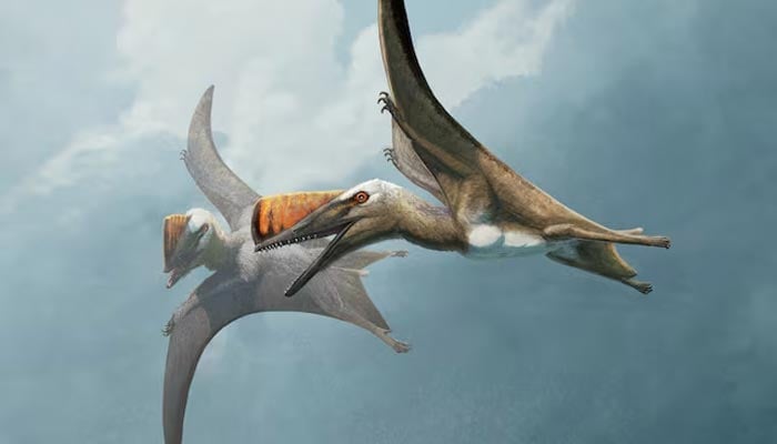 A life restoration of two individuals of the newly identified Jurassic Period pterosaur species Skiphosoura bavarica are pictured in flight, in this illustration released on November 18, 2024. — Reuters