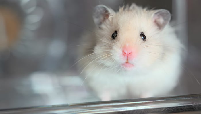 A representational image of a pet hamster. — Unsplash/file