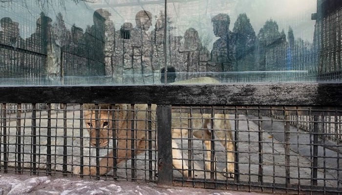 A lion is seen in its new enclosure after being transferred from the Moscow Zoo to the Pyongyang Zoo in Pyongyang, North Korea, November 20, 2024. — AFP