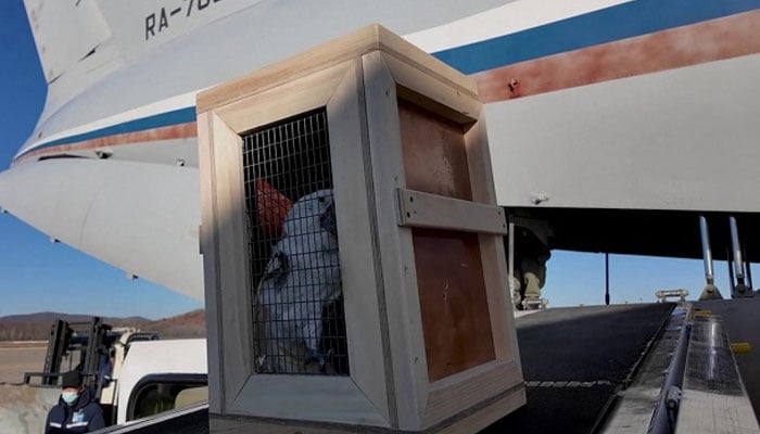 Animals sit in boxes as they are unloaded from a plane upon arrival from the Moscow Zoo in the North Korean capital of Pyongyang, November 20, 2024. — AFP