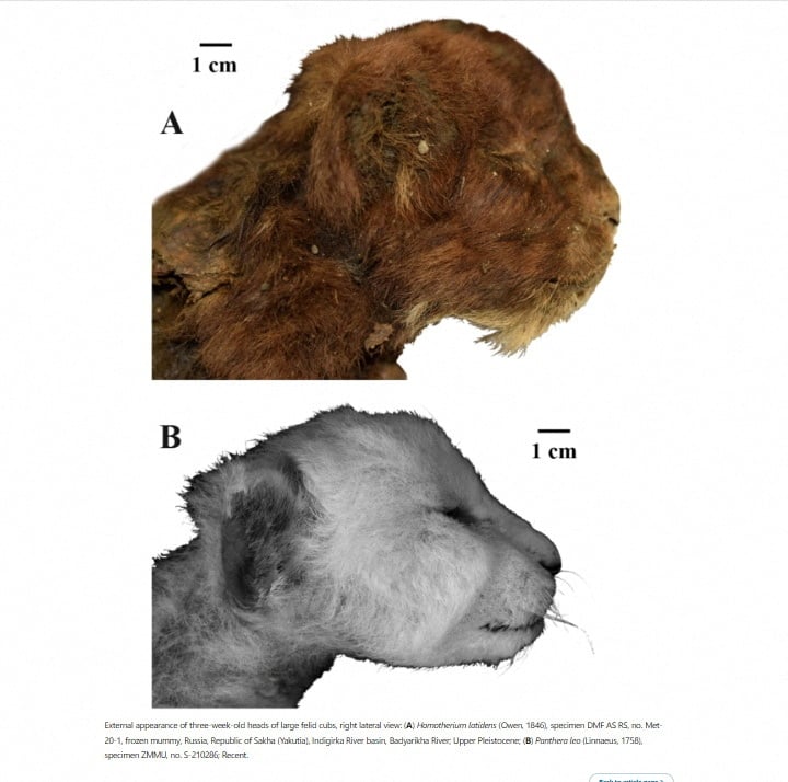 An undated infographic image released by the Academy of Sciences of Russias Yakutia shows a mummy of a 32,000-year-old sabre-toothed cat cub. — Reuters/file