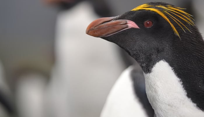 A representational image of a macaroni penguin. — Unsplash/file