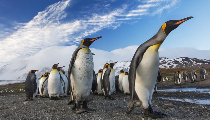 A representational image of emperor penguins. — Unsplash/file