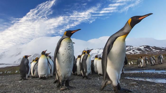 Penguin who swam from Antarctica to Australia released back into sea