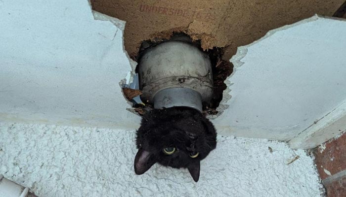 Black cat named John seen stuck in drainpipe. — Clevedon Fire Station