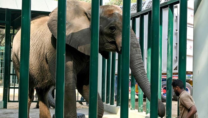 A caretaker feeds an elephant, Madhubala, after being relocated from the Karachi Zoological Garden to a safari park in Karachi on November 26, 2024. — AFP