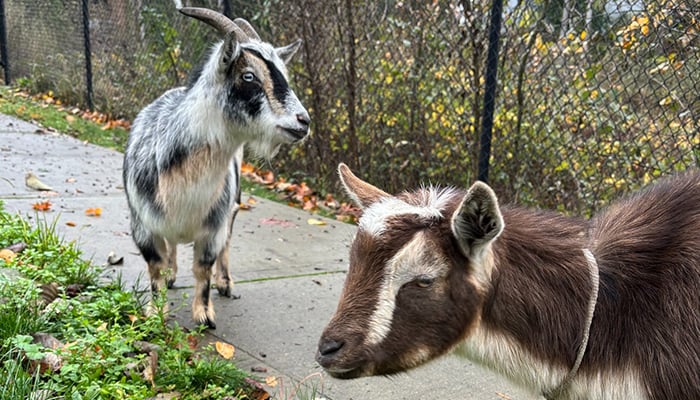 Goats detained by police in Washington for bad behaviour