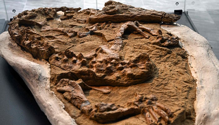 A 10- to 12-million-year-old fossil of a juvenile Cenozoic crocodile of the genus Piscogavialis is unveiled in Lima on November 27, 2024. — AFP