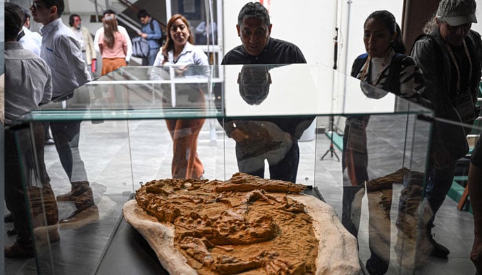 People observe a 10- to 12-million-year-old fossil of a juvenile Cenozoic crocodile of the genus Piscogavialis unveiled in Lima on November 27, 2024. — AFP