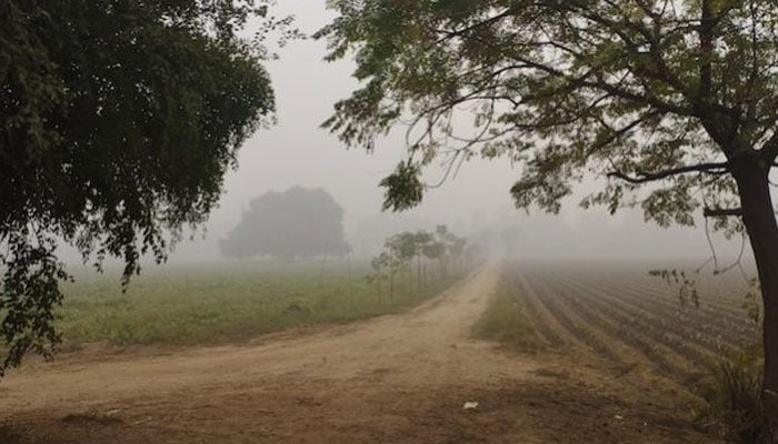 Farmer Hasan Khan takes photos of his farm in Kasur during the smog. — Hasan Khan/IPS