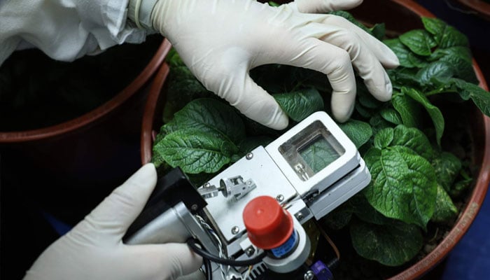 Researcher Li Yafei places a leaf into a device to measure the photosynthesis rate of the potato plant, at a research facility under CIP, in the Yanqing district, Beijing, China, April 2, 2024. — Reuters