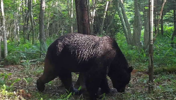 A representational image of a wild bear in a jungle. — AFP