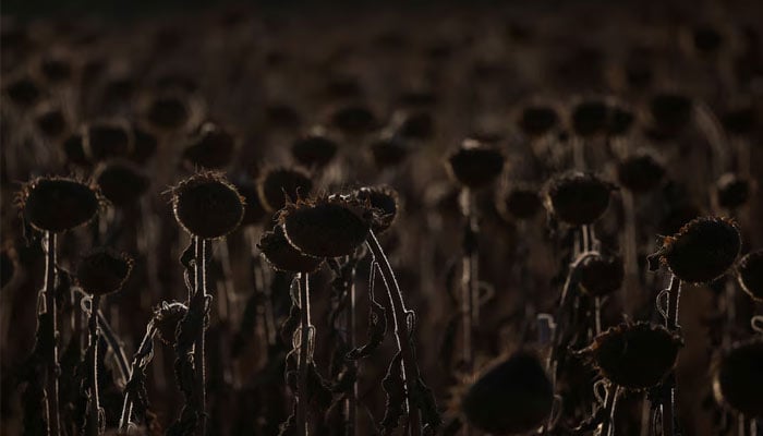 A view of dried sunflowers, during a heatwave as temperatures reached more than 36 degrees Celsius in some parts of the country, on a field near Sankt Andrae, Austria, August 15, 2024. — Reuters