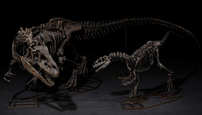 An undated image shows two of the rare fossils from the two Allosaurus displayed for auction at Christies in London, United Kingdom. — X/@ChristiesInc