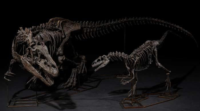 Rare 150-million-year-old fossils of dinosaur trio fetch .7m at auction