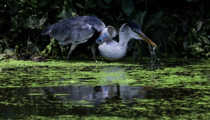 A heron with a plastic cup stuck through its throat stands on the banks of Morto river, in Rio de Janeiro, Brazil, on December 6, 2024. —Reuters