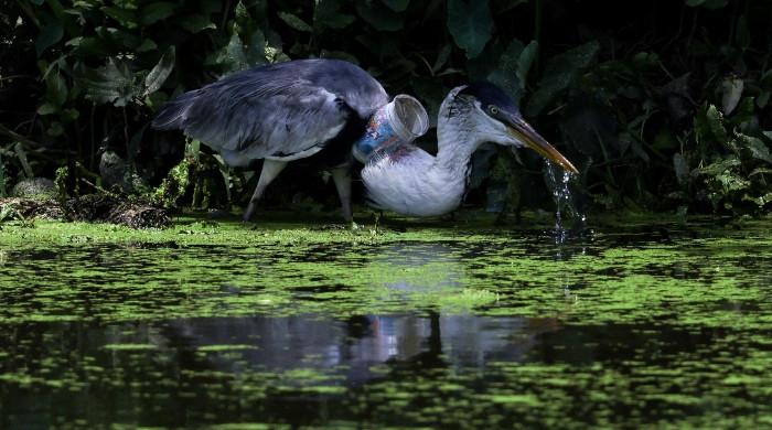 Heron takes flight after plastic cup removed from throat