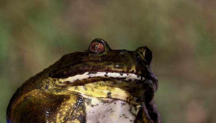 A Chilean frog (Calyptocephalella gayi) is seen in a wetland in the middle of a neighbourhood in the city of Quilpue, Chile, December 8, 2024. — Reuters