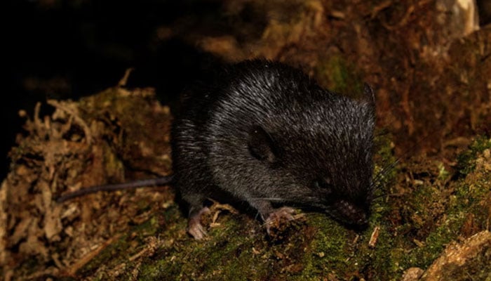 A specimen of spiny mouse (Scolomys sp), a species discovered on a Conservation International Rapid Assessment expedition into the Alto Mayo Landscape in Peru, is pictured, June 16, 2022. — Reuters/Conservation International